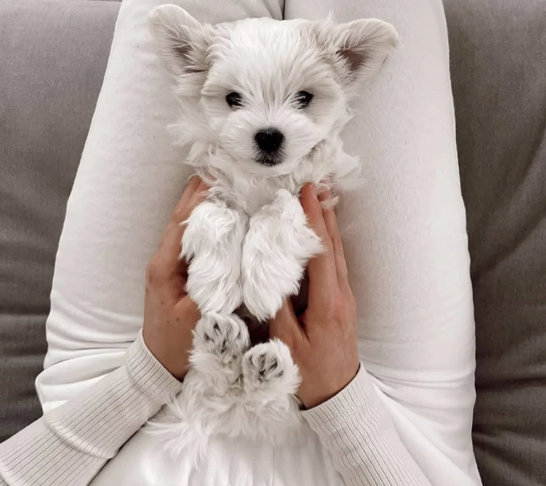 Maltipoo puppy receiving a veterinary health examination