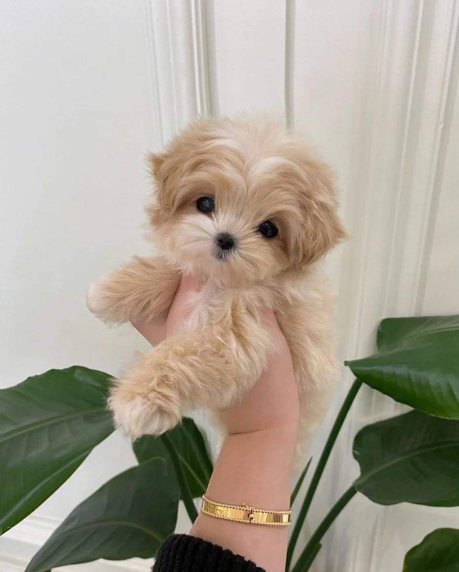 Eevee, an available light apricot female Teacup Maltipoo puppy