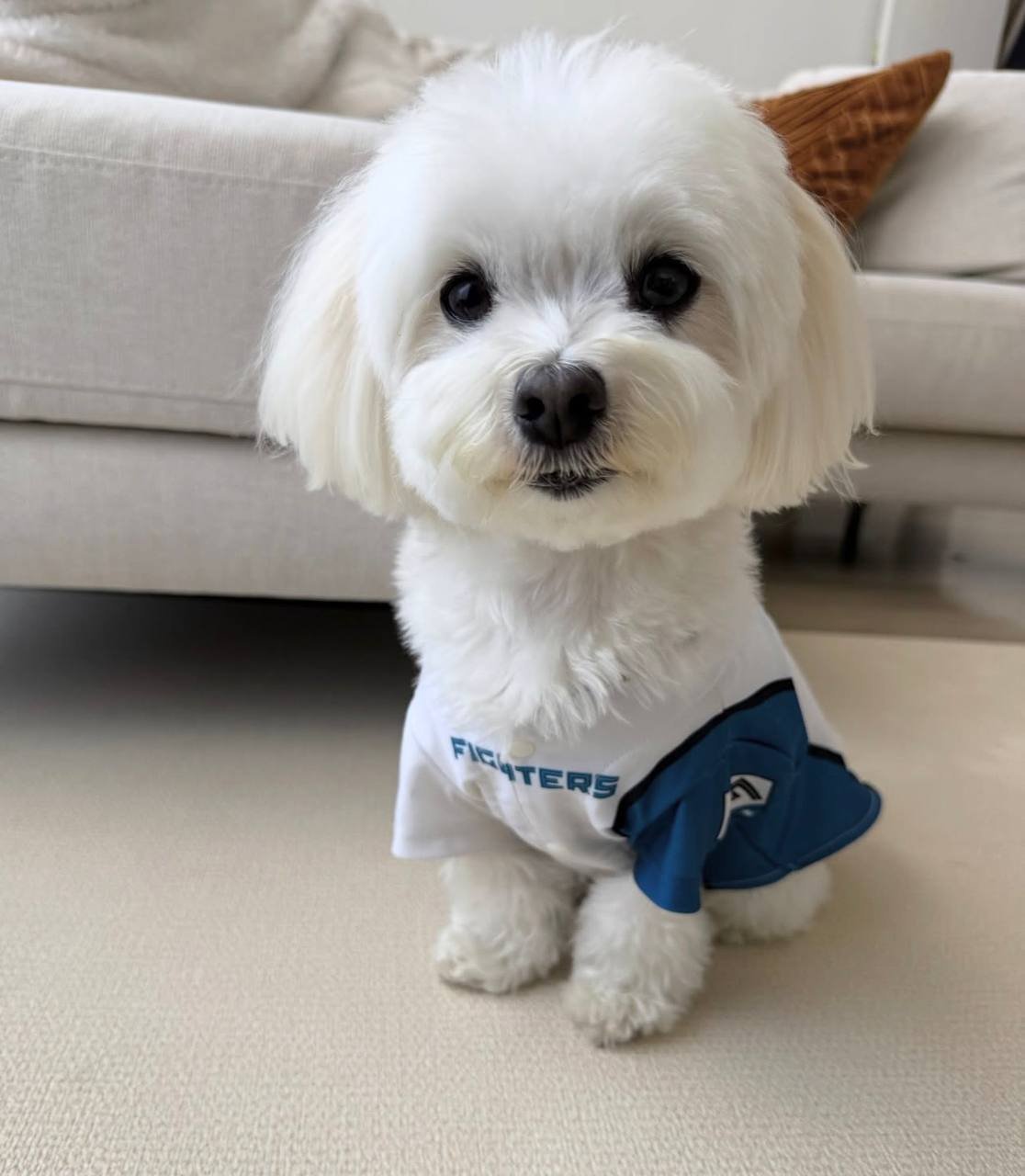 Luna, a white Maltese mother at Tiny Hearts Maltipoos
