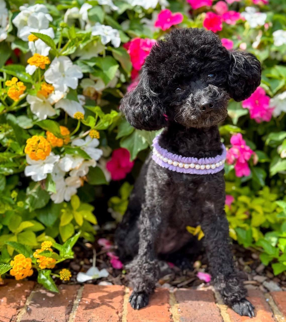 Thelma, a black Toy Poodle mother at Tiny Hearts Maltipoos