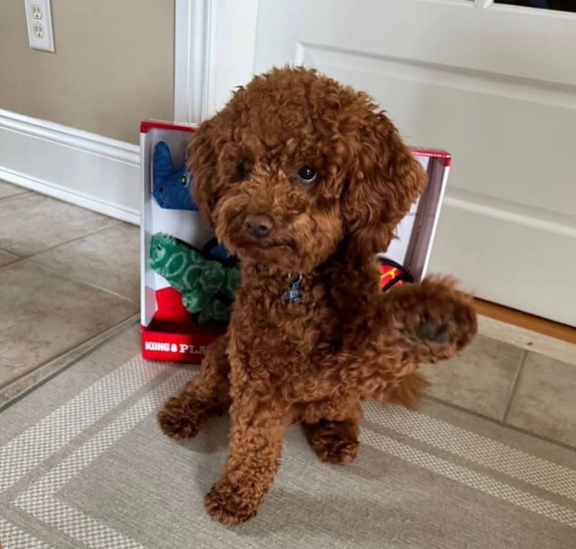 Bansky, a red Maltipoo father at Tiny Hearts Maltipoos